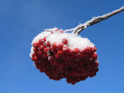 紅色的漿果覆蓋著雪