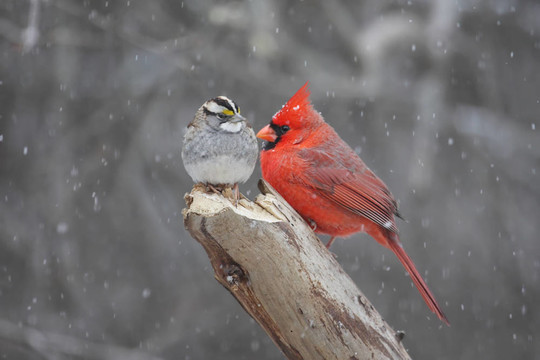 暴風雪中的兩只鳥