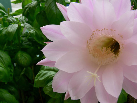 cactus_flower_and_basil