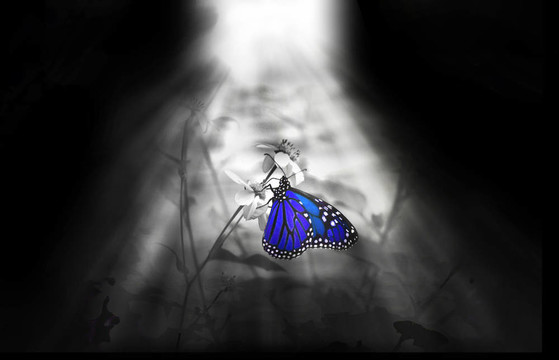 藍(lán)蝴蝶
