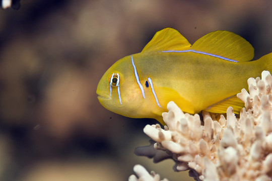 佛手珊瑚蝦虎魚（Gobiodon citrinus）