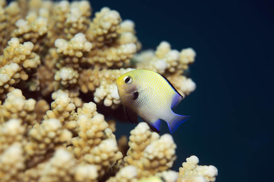 紅海圓雀鯛（Dascyllus marginatus）