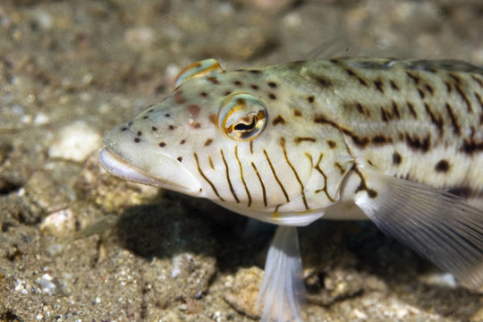 斑點(diǎn)（hexoppthalma sandperch Parapercis）