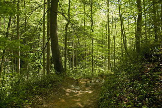 TRAIL；毗斯迦NAT。西部數控；森林