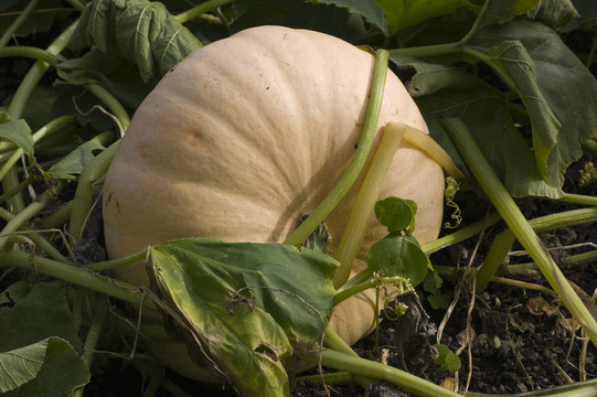 觀賞Gourd Pumpkin