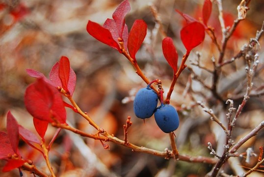 藍(lán)莓