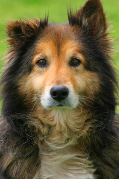 牧羊犬