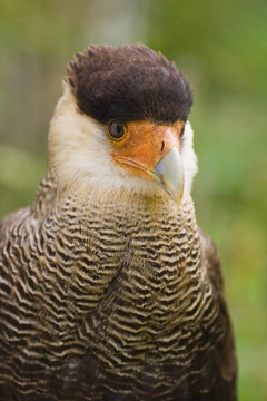鳳頭卡拉卡拉坐南