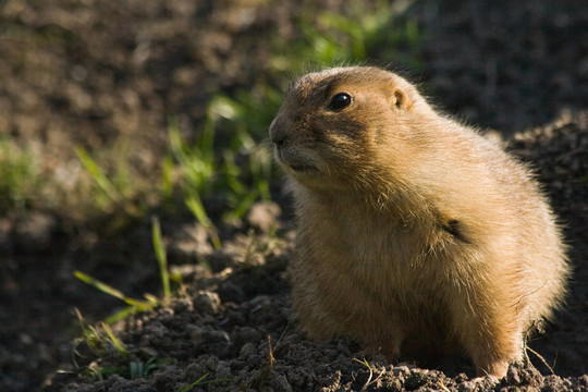 prairiedog警惕