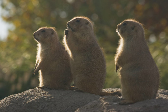 三prairiedogs