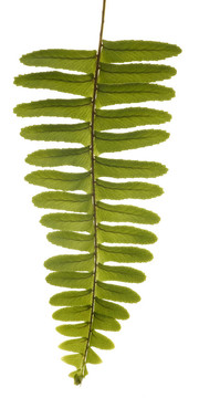 Green Unfurling Fern白色隔離。