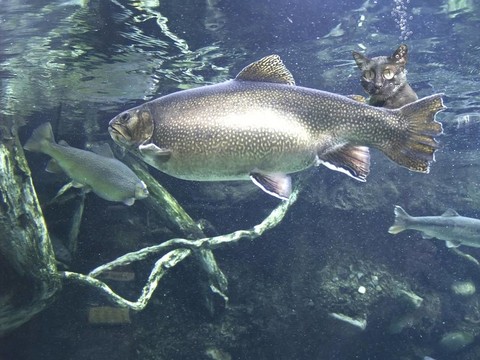 貓吃魚