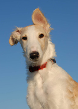小狗barzoi