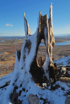 樹樁。第一場(chǎng)雪。