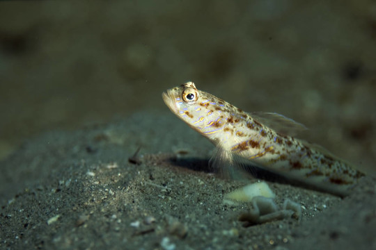 華麗的shrimpgoby