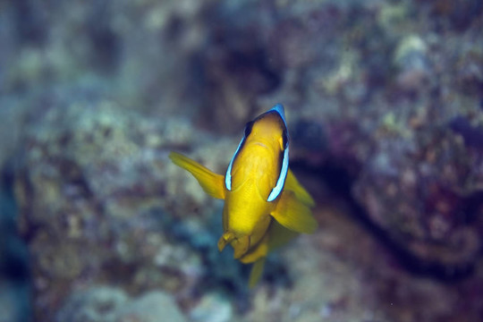 紅海的小丑魚