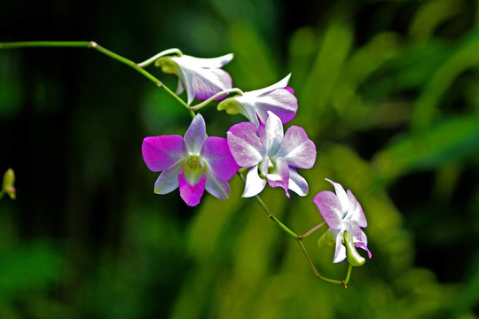 Vanda；蘭