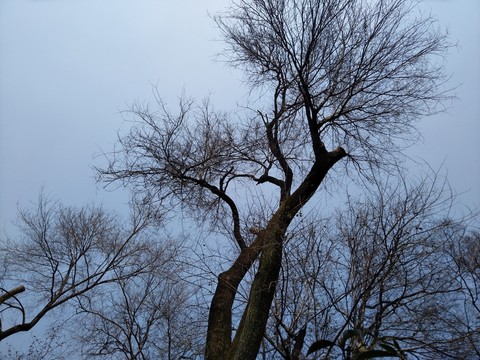 樹