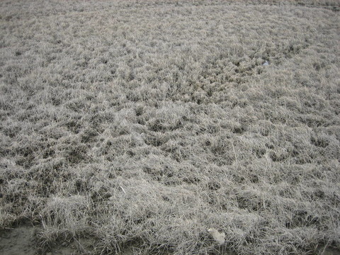 北極景觀