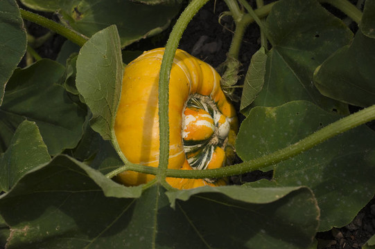觀賞Gourd Turks Turban