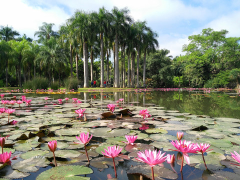 熱帶植物園