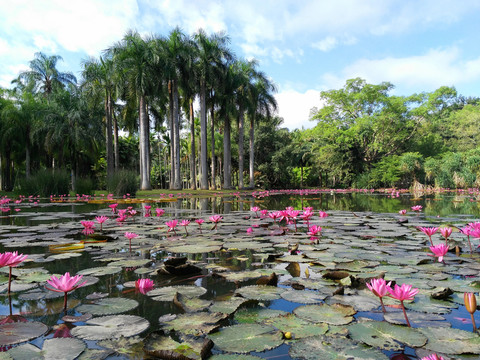 熱帶植物園