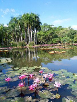 熱帶植物園
