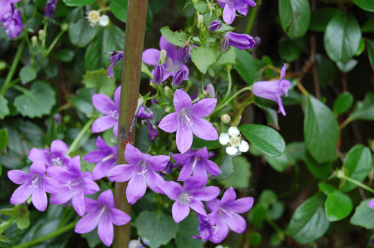 尾鈴花風(fēng)鈴poscharskyana