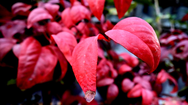 紅葉