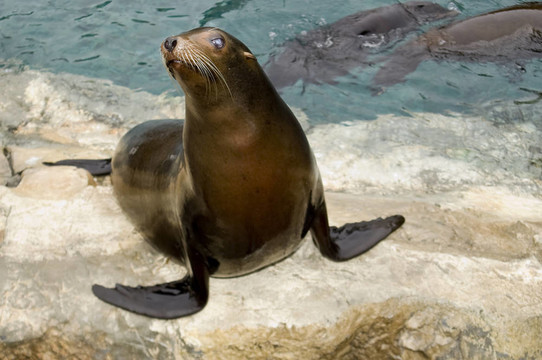 小海獅