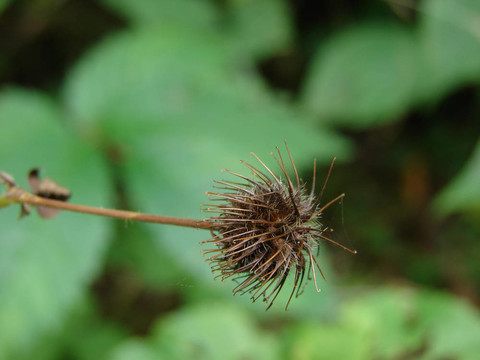 一個(gè)單一的毛刺