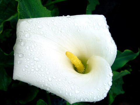 漂亮的花