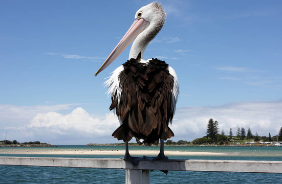 澳洲鵜鶘