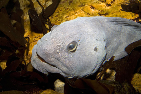 海狼水下
