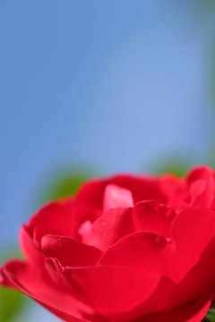 紅玫瑰藍(lán)天