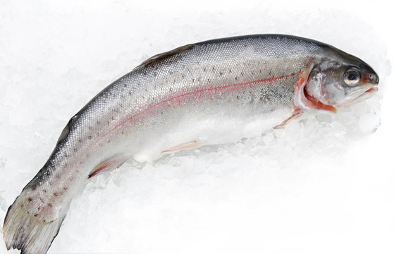 虹鱒魚(yú)