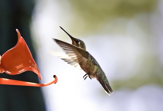 蜂鳥