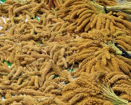 小米收獲