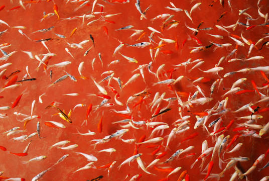 一群金魚