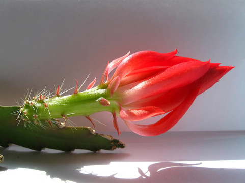 仙人掌花的紐扣