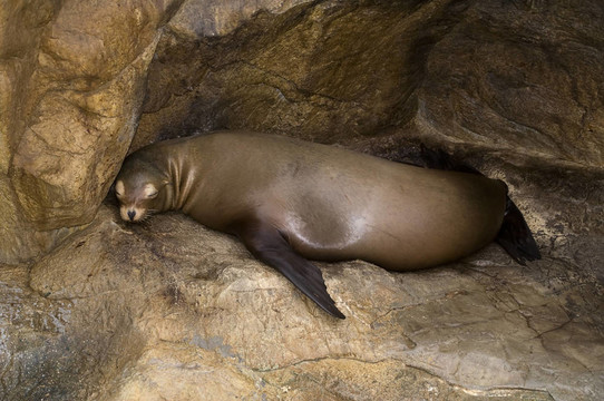 小海獅