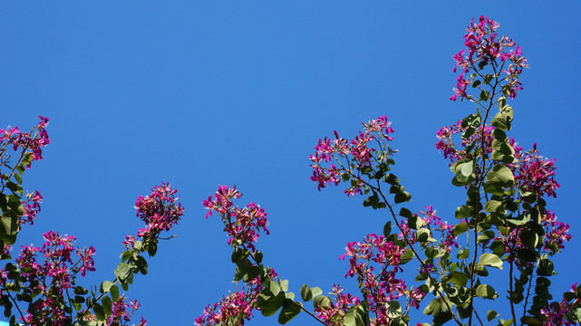 紫荊花