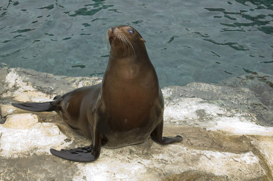 小海獅