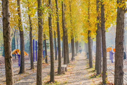 楊樹(shù)林秋景