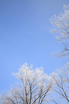 wintern天