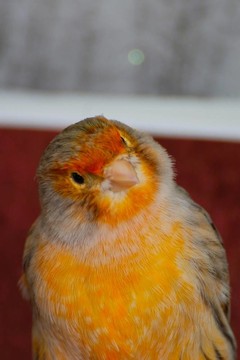 一個(gè)古怪的金絲雀