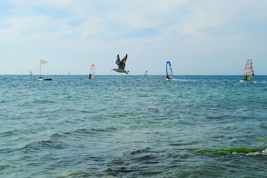 海鷗