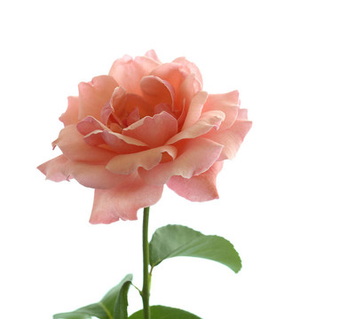 白色玫瑰上分离的粉红玫瑰