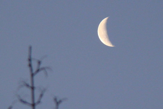 Moon和樹