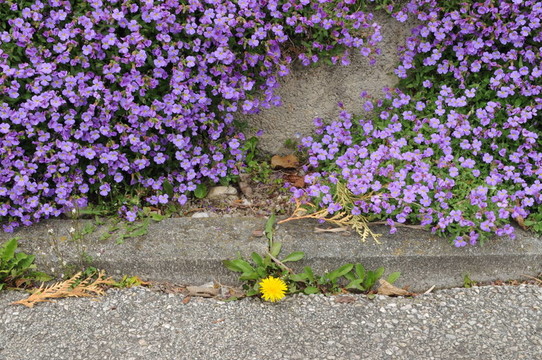 Flowers 002